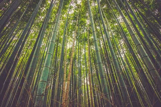 bamboo textile environmental issues